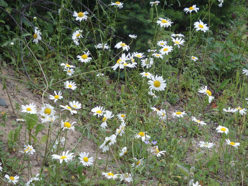 Daisies.