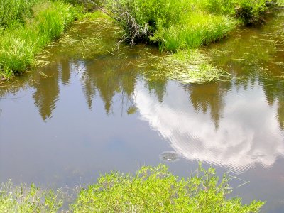 Fingerling trout feeding on mosquitos.