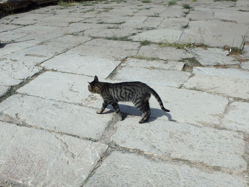 Delphi