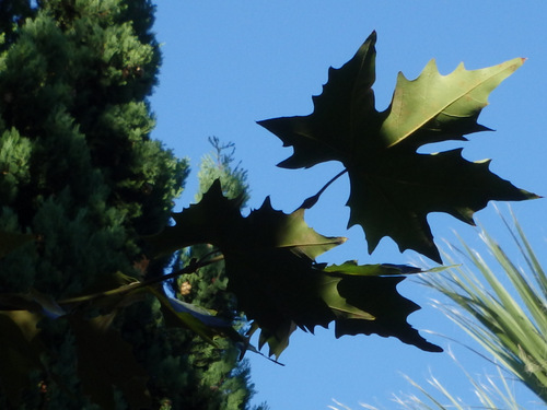 Leaf of Nut Tree.