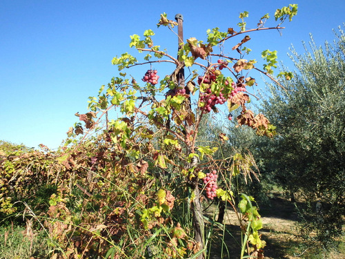 Red Grapes, probably table grapes.