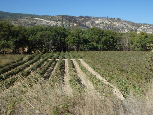 Loop ride from Corinth to Nemea.