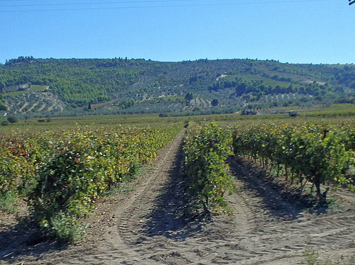 Loop ride from Corinth to Nemea.