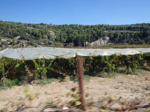 White Grapes.