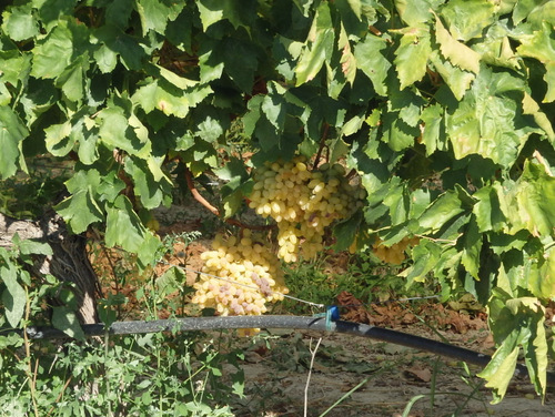 White Grapes.