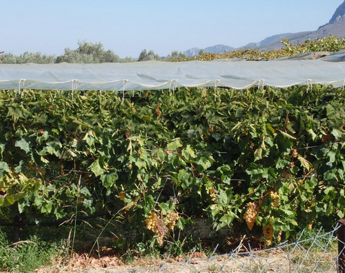White Grapes.