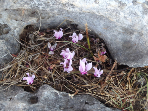 Cyclamen.