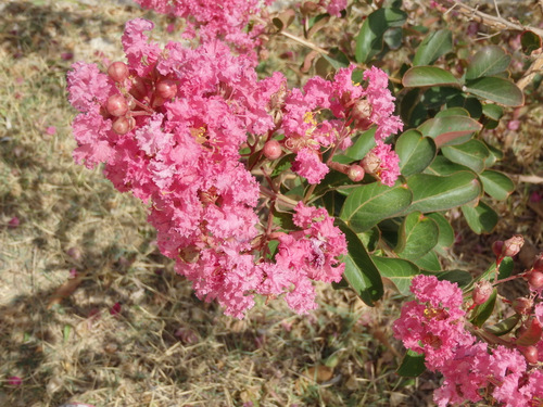 Local Flora, name unknown.
