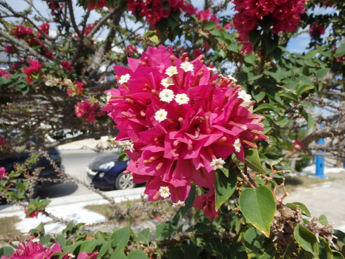 Lantana.