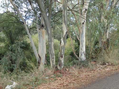 Olympia to Pirgos Loop Ride.