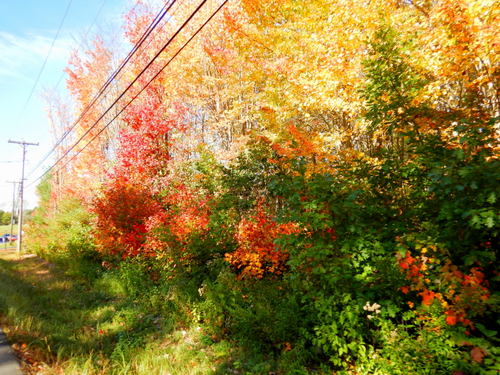 Autumn in Maine.