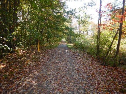 Off-road wetland trail.