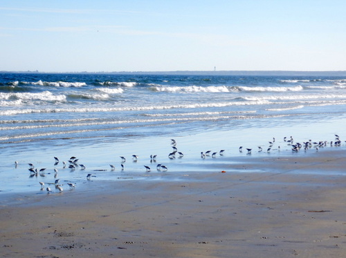 Sandpipers (or similar birds).