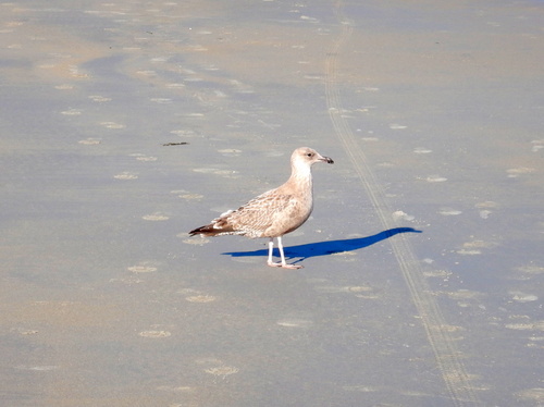 Bully of the beach.