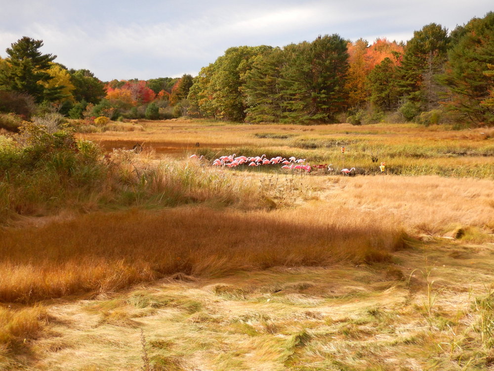 Flamingos ready themselves to fly south for the winter.