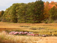 Flamingos ready themselves to fly south for the winter - It is a Big Joke.