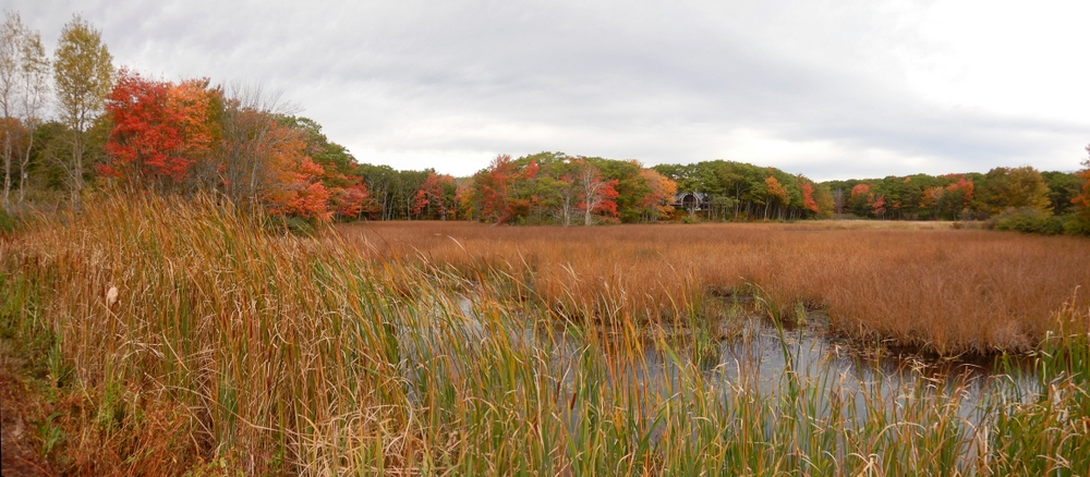 Salt Marsh.