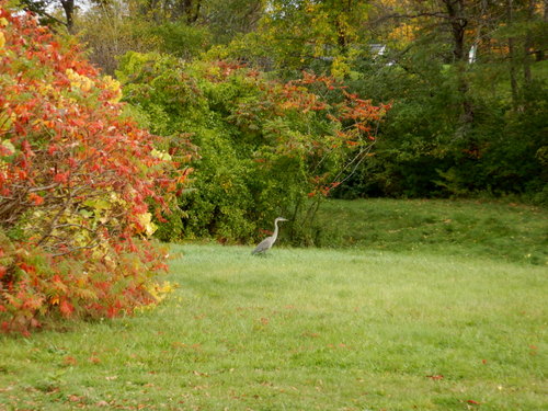 We looked up and this Lesser Sandhill Crain wondering in someone's front yard.