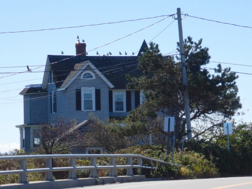 A home on the beach but what we are looking at is all of the Seagulls.