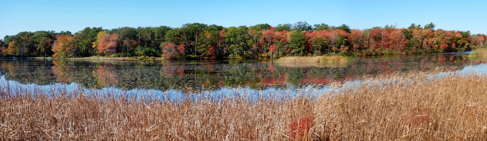 Rye Beach area Wetlands with Fall Foliage.