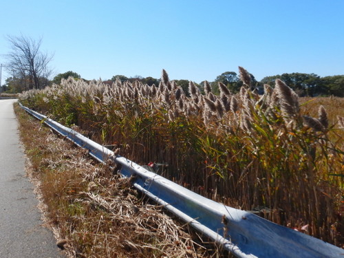 Saltwater Tall Grass in the sunlight.