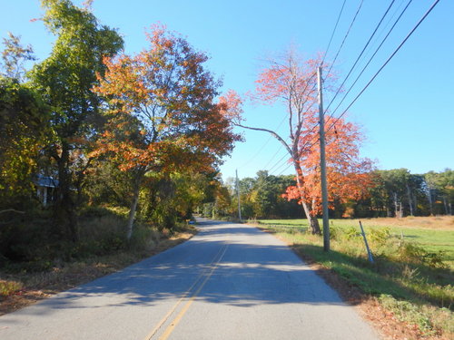 Fall foliage.