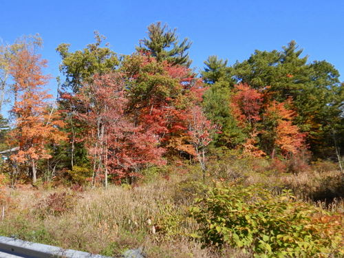 Fall Foliage.