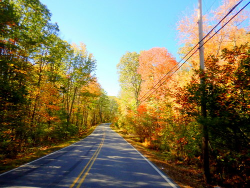 Fall Foliage.