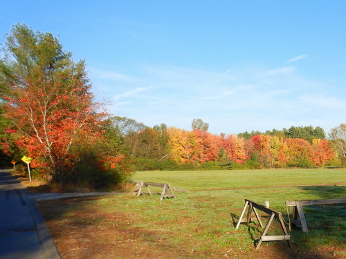 Fall Foliage.