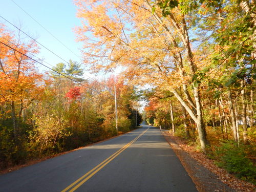 Fall Foliage.