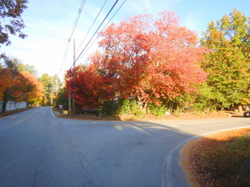 Fall Foliage.