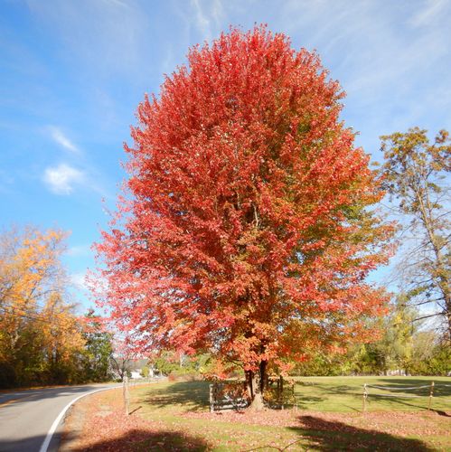 Fall Foliage.