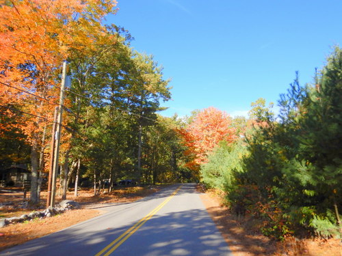 Fall Foliage.