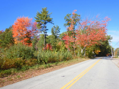 Fall Foliage.