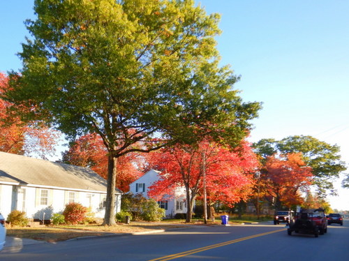 Fall Foliage.