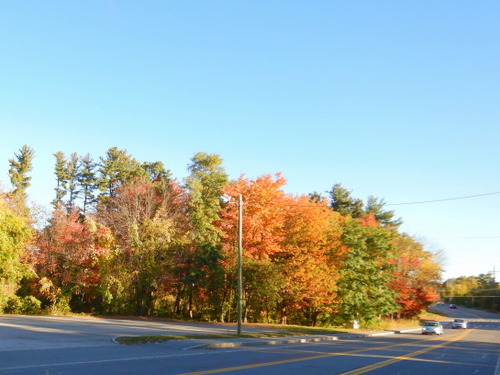 Fall Foliage.