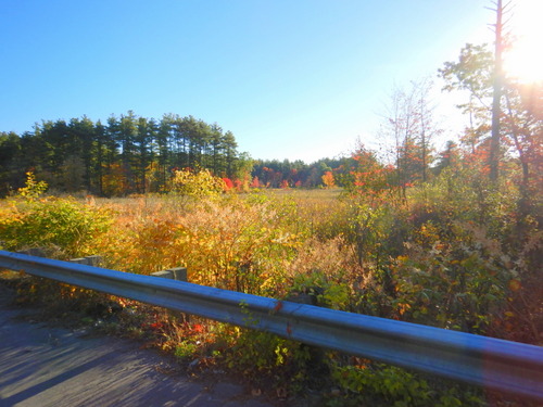 Fall Foliage.