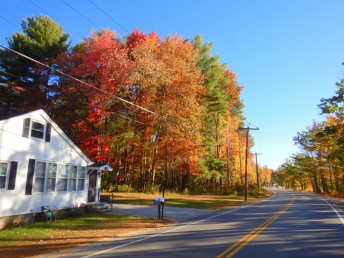 Fall Foliage.