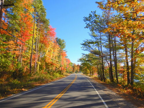 Fall Foliage.