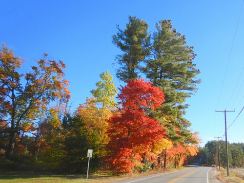 Fall Foliage.