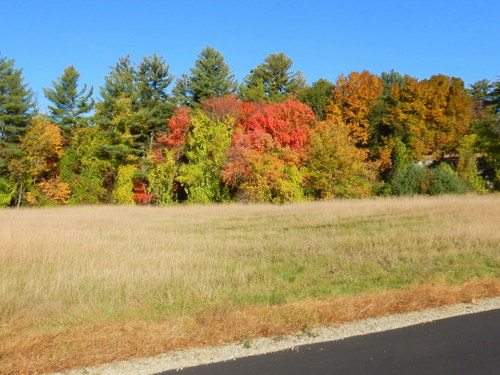 Fall Foliage.