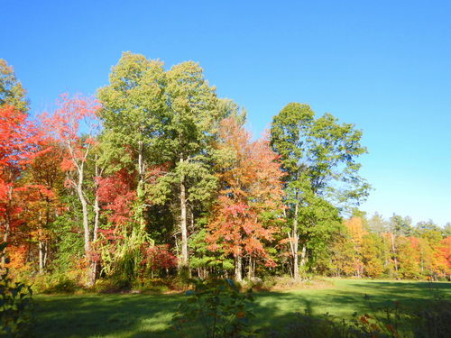 Fall Foliage.