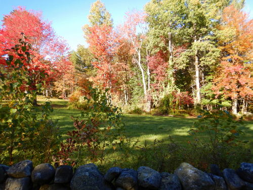 Fall Foliage.