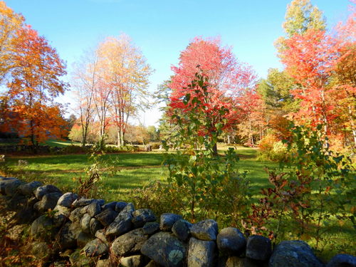 Fall Foliage.