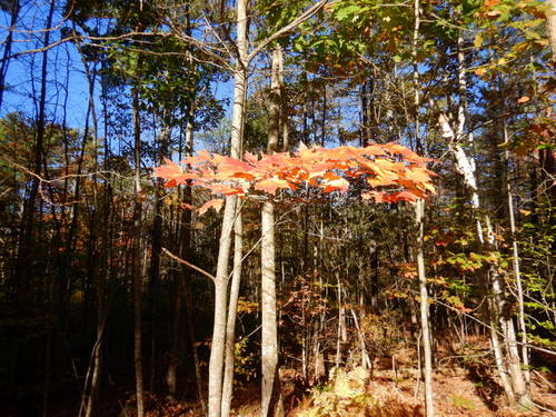 Fall Foliage Leaf Study.