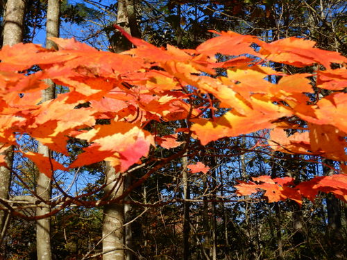 Fall Foliage Leaf Study.