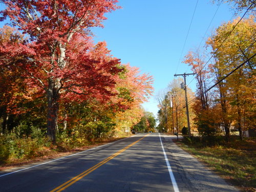 Fall Foliage.