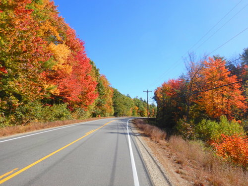 Fall Foliage.