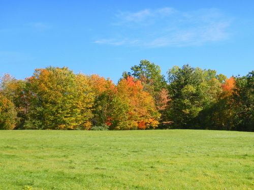 Fall Foliage.