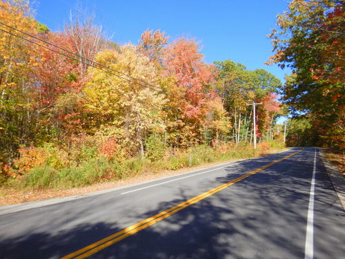 Fall Foliage.